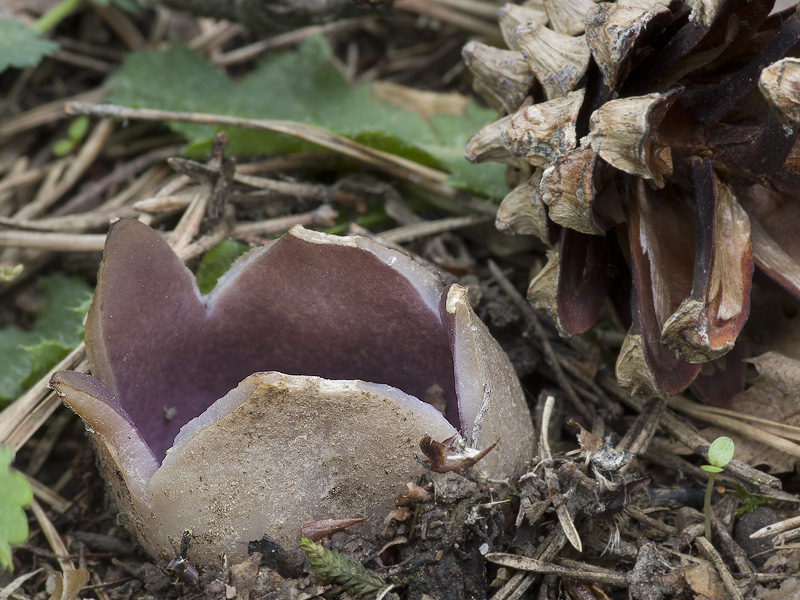 Sarcosphaera coronaria